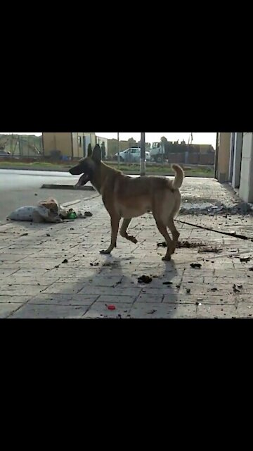 Malinoi / may dog / My dog ​​enjoys the sunshine every day in this place