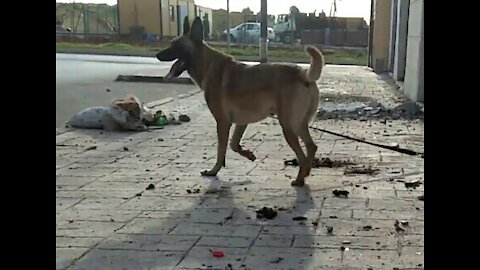 Malinoi / may dog / My dog ​​enjoys the sunshine every day in this place