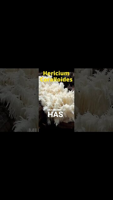 3 Mushrooms You Can Forage this Fall!