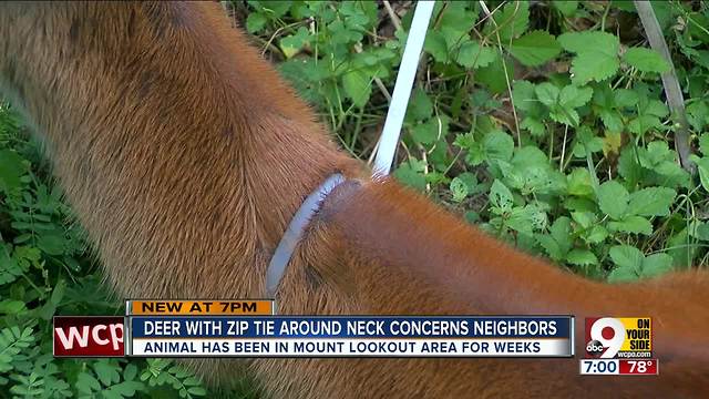 Deer with zip tie around neck concerns neighbors