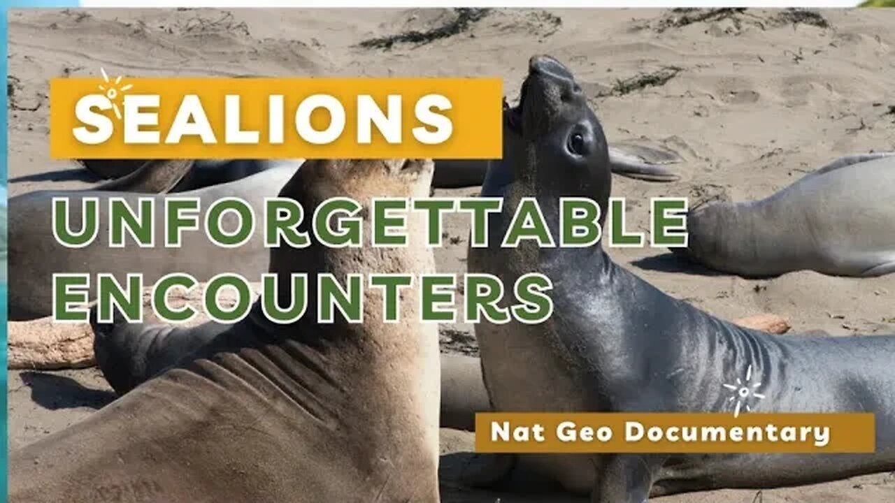 Sealions - Unforgettable Encounters. #cute #seals #inspiration #videos #community #together