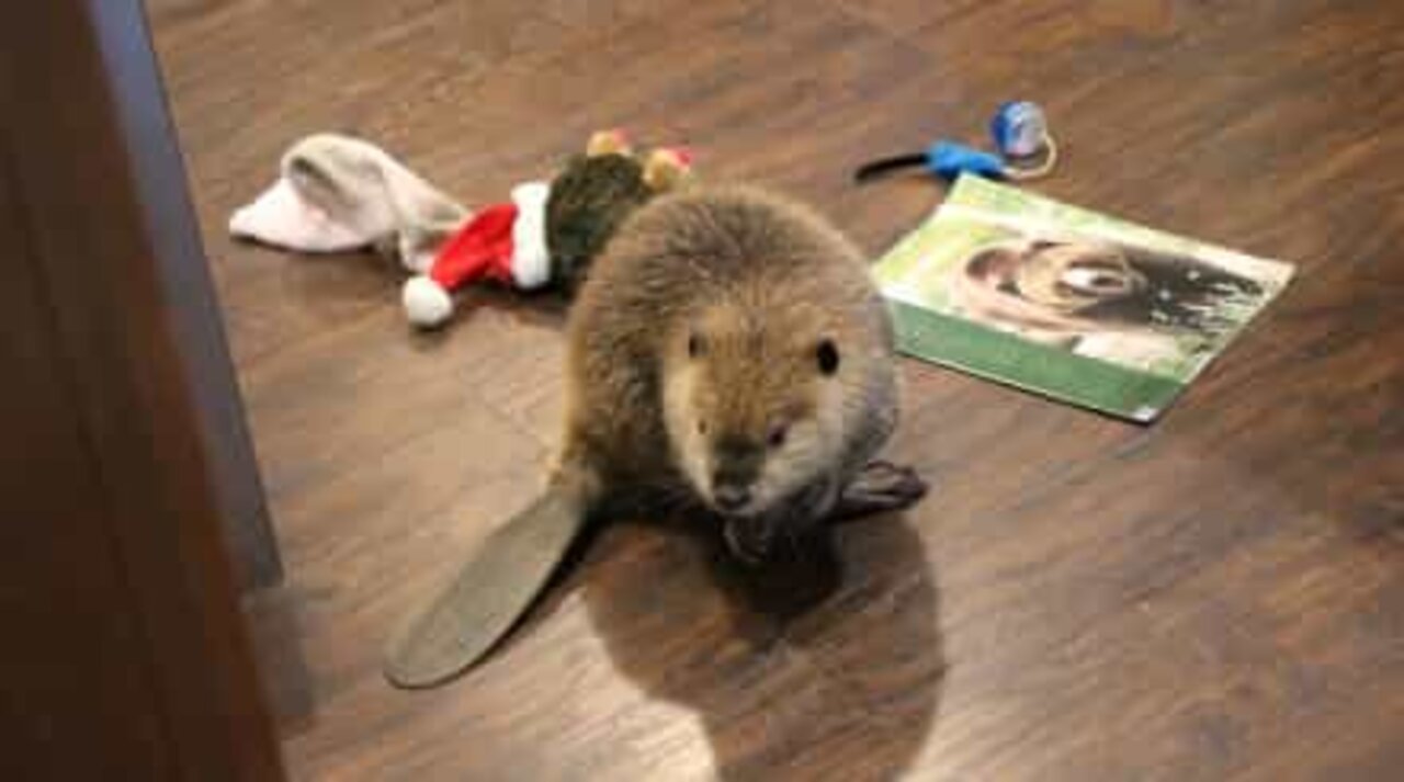 This orphaned beaver is building a dam out of toys!