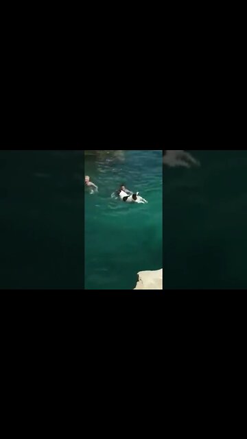 This Dog Has the Most Perfect Diving Form