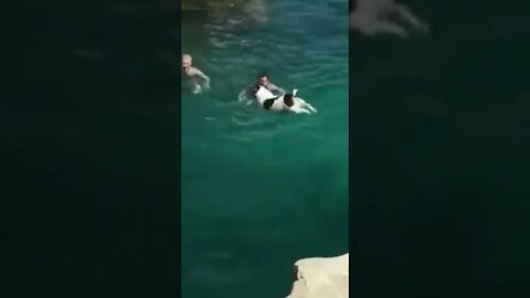 This Dog Has the Most Perfect Diving Form