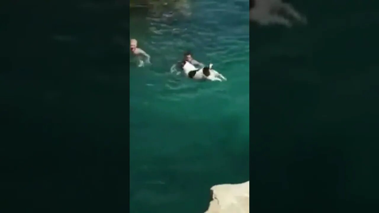 This Dog Has the Most Perfect Diving Form