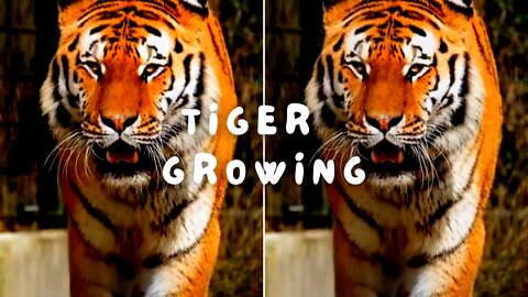 Tiger Growing