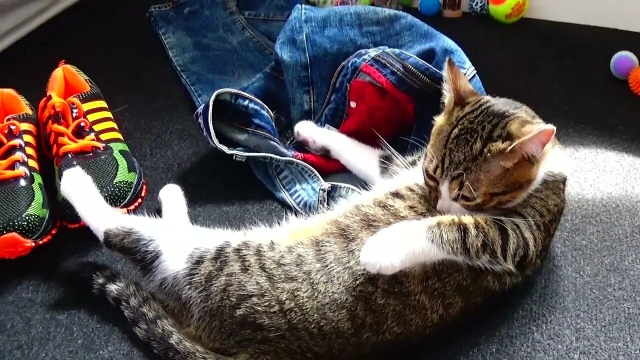 Kitten Sits on My Clothing