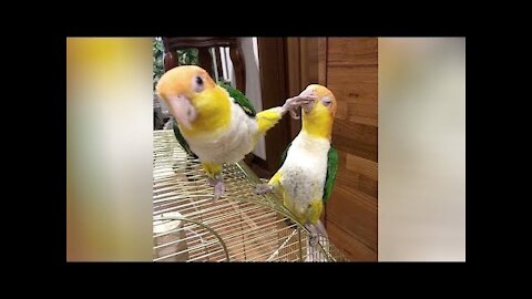 THE MOST CRAZY AND FUNNY BIRDS AND FUNNY PARROTS