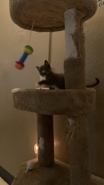 Kitten play