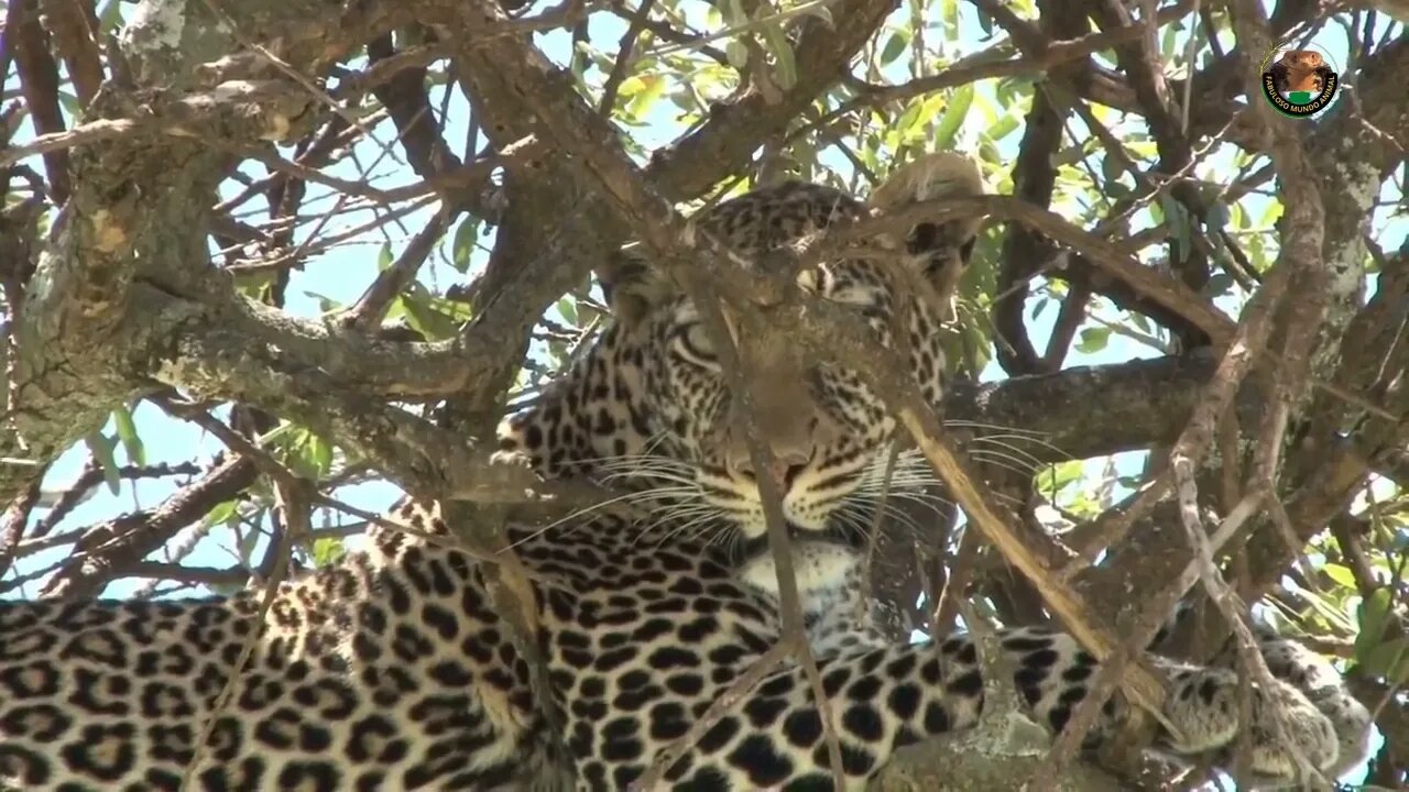 ATAQUES DOS BABUINOS E BATALHAS ANIMAL / FABULOSO MUNDO ANIMAL