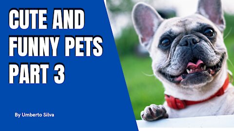 Cute and funny pets part 3
