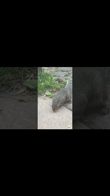 MR.GINO THE SQUIRREL 🐿️ STRIKES AGAIN 🤣