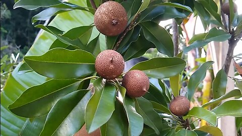 novas frutíferas produzindo em vaso a venda em Niterói RJ 🇧🇷