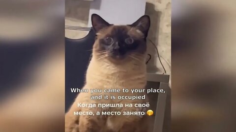 Funny animal videos Funny cats dogs Funny animals 247 2