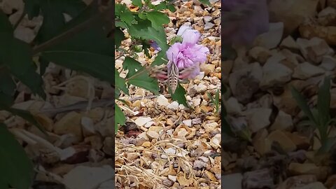 Hummingbird Hawk-Moth Enjoying Life