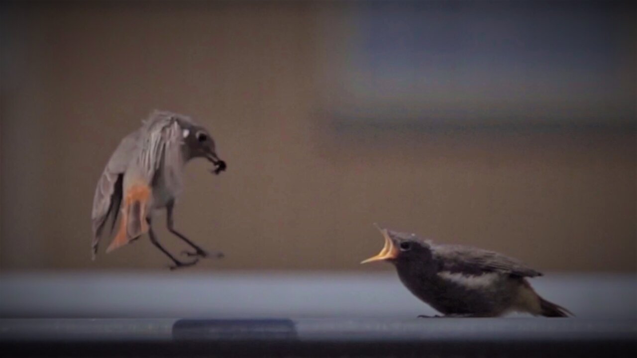 Breathtaking footage of mama bird feeding her chick