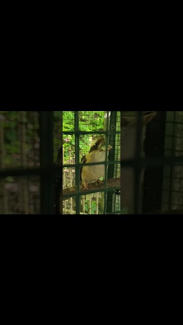 kookaburra #pigeonforgetn