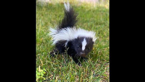 Cute baby sunk tries to spray