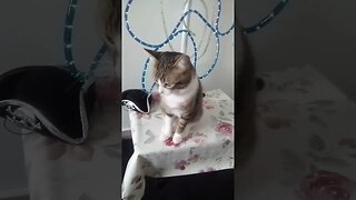 Beautiful Cat Is Very Attentive #shorts
