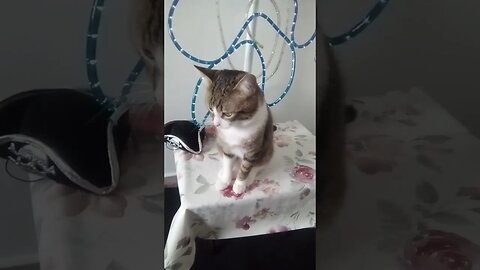 Beautiful Cat Is Very Attentive #shorts