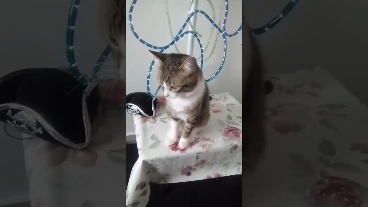Beautiful Cat Is Very Attentive #shorts