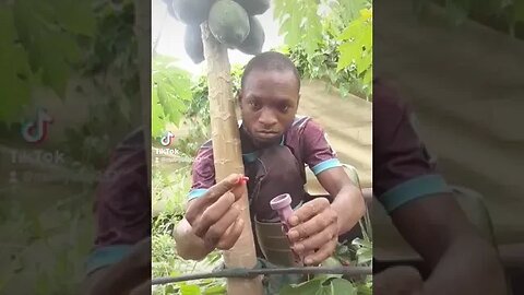 Easy way to install drip system on papaya.🇰🇲🇰🇲🇹🇿🇹🇿👍👍