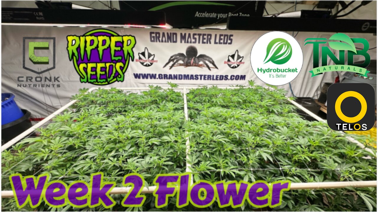 Ripper Seeds GMOx Animal Cookies wk 2 flower