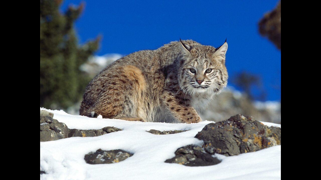 Bobcat Sighting 2021 - Lynx Rufus - Crystal Clear Footage