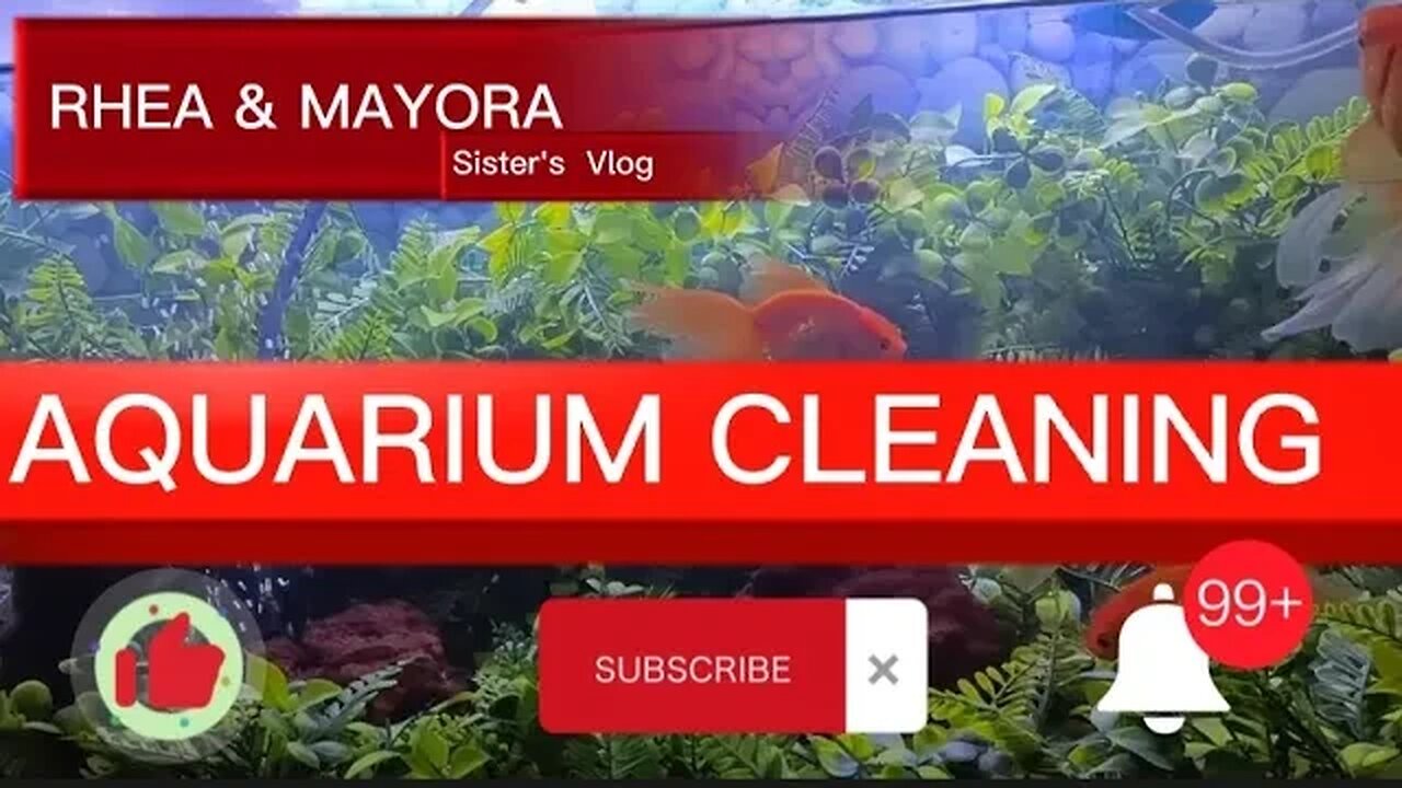 Aquarium cleaning after 12mos.