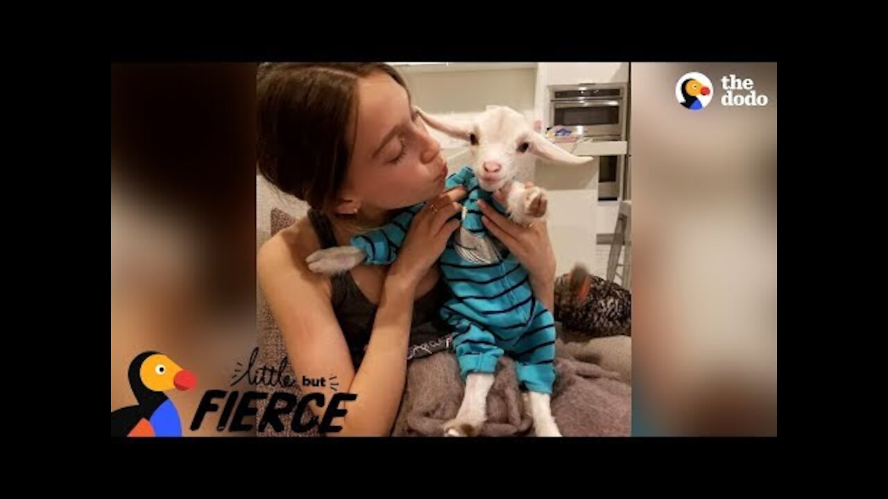 Baby Goat Is Pretty Sure He's A Dog | The Dodo Little But Fierce