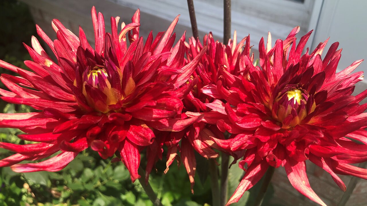 Beautiful Garden Photos - Set 4