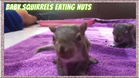 Baby Squirrels Eating Nuts!! [cutest]