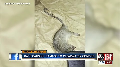 Residents disgusted by a rat infestation at Clearwater condominium complex