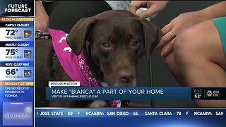 Rescues in Action Feb. 23 | Make Bianca part of your family