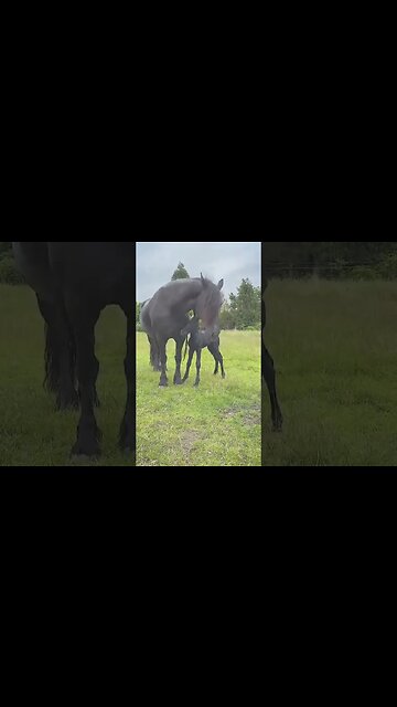 Elegant Horse and Foal#animals #pets #horse #friesianhorse #minihorse