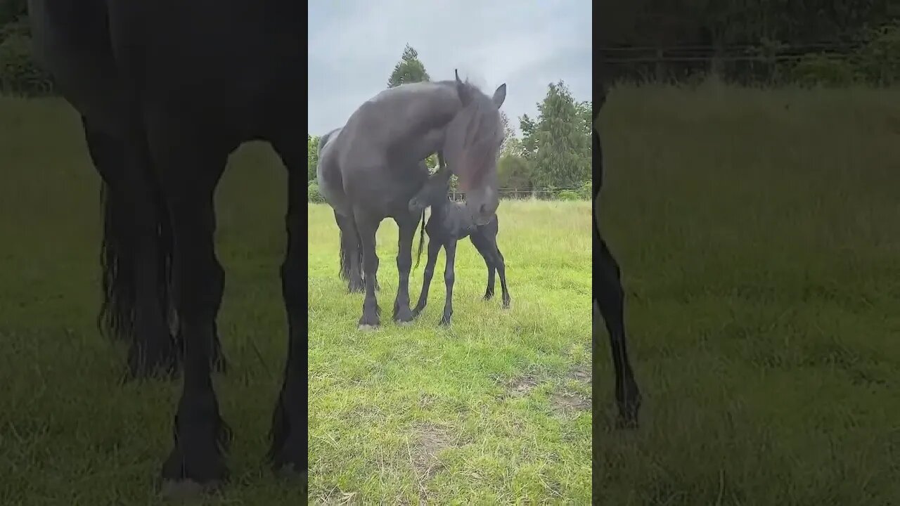 Elegant Horse and Foal#animals #pets #horse #friesianhorse #minihorse