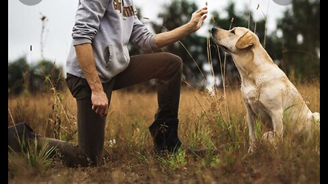 10 easiest way to train a dog