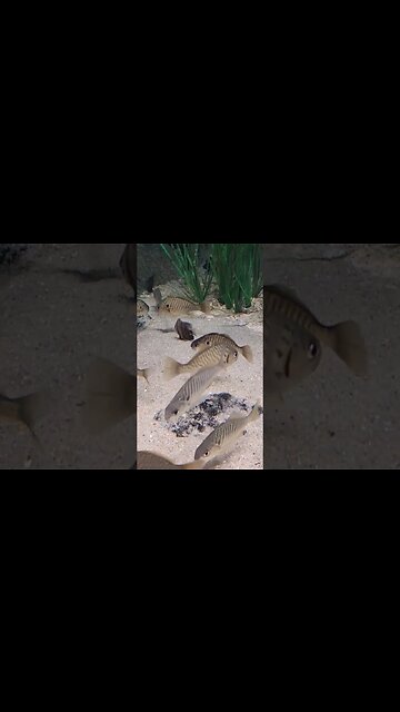 Tiny fish Pineknollshores aquarium #atlanticbeach