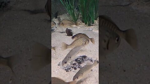 Tiny fish Pineknollshores aquarium #atlanticbeach