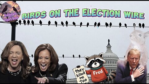 Kamala vs Trump? Justice for Peanut & Fred, and More! election night.