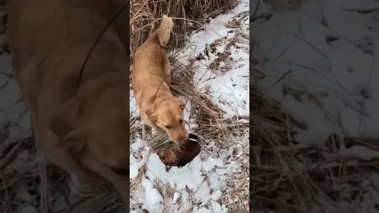 Golden Retriever Retrieving a PUBLIC LAND Rooster 😍😍