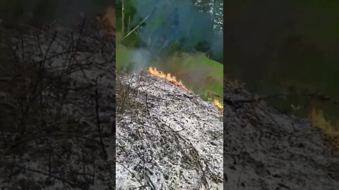 Burning Blackberries