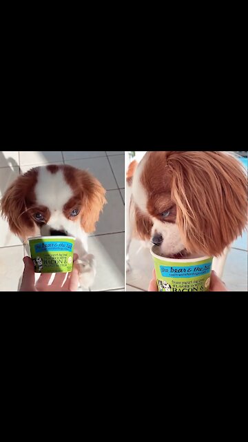 Happy Doggy Enjoys Tasty Cool Treat