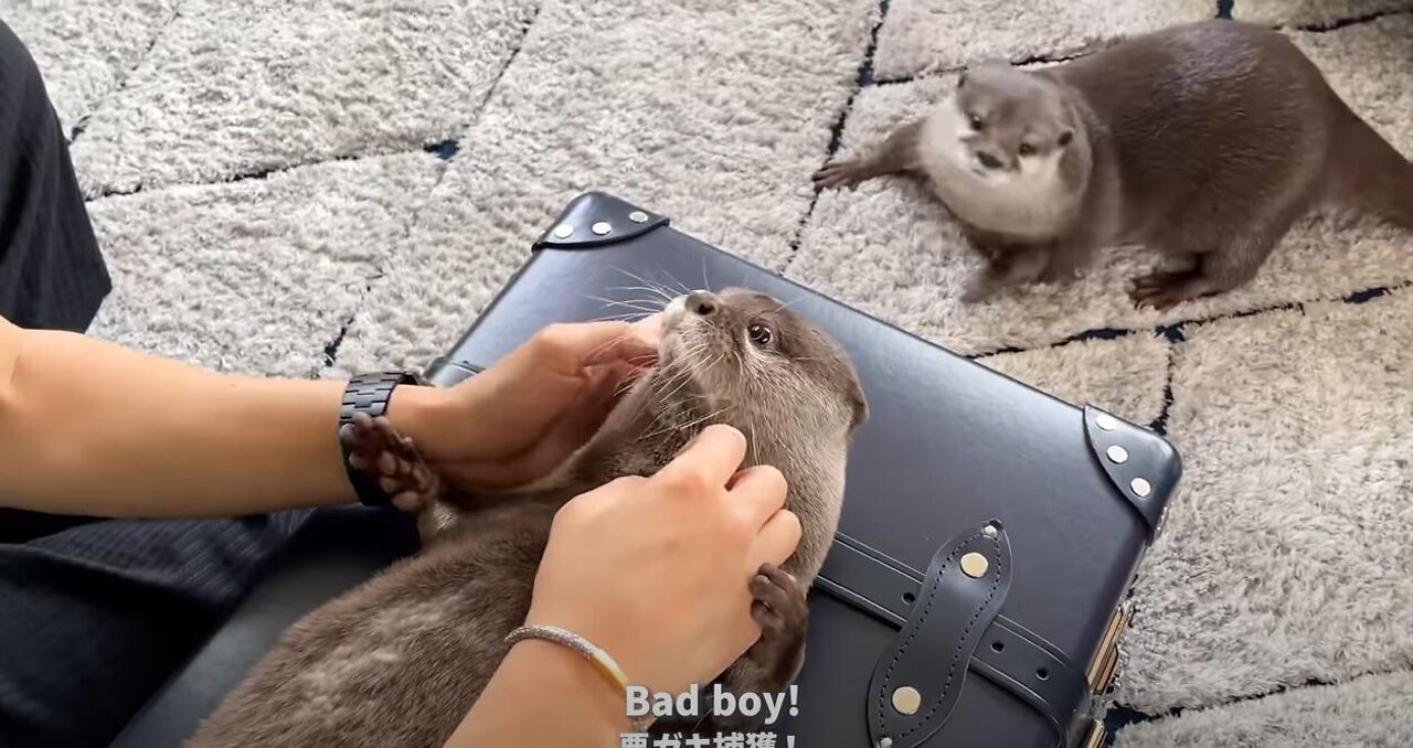 Otters Are Upset that Dad is Leaving