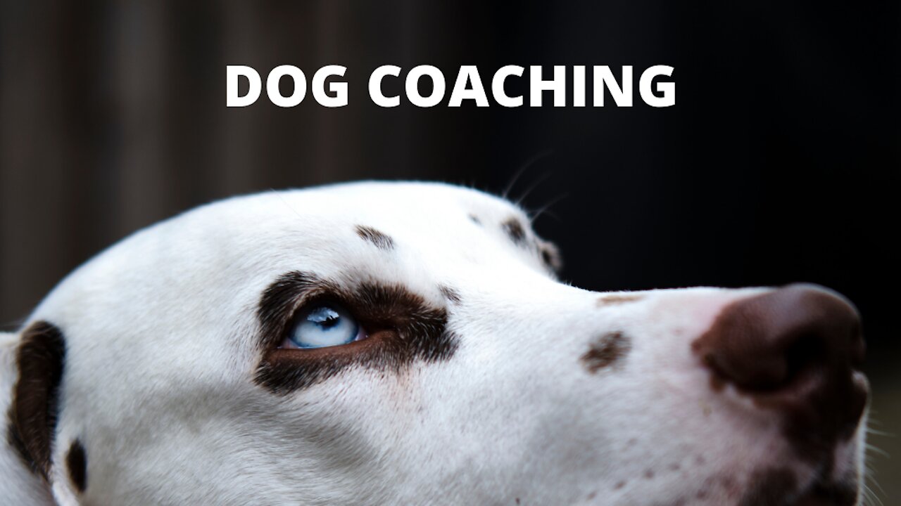 TOP 10 Differences Between Male And Female Dogs!