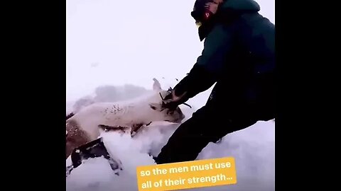 Reindeer stuck in snow gets saved