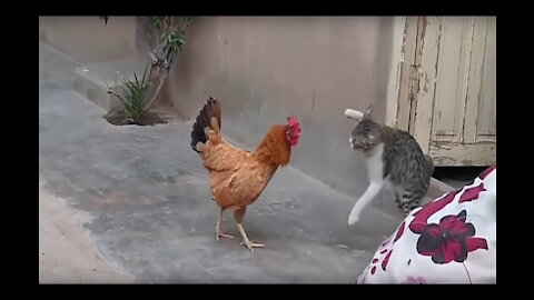 Cat vs Rooster Fight || Chicken vs Cat || Fight Cat vs Rooster