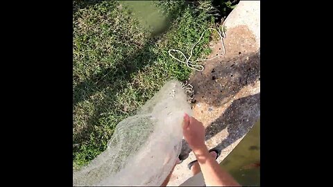 pulling in some bait