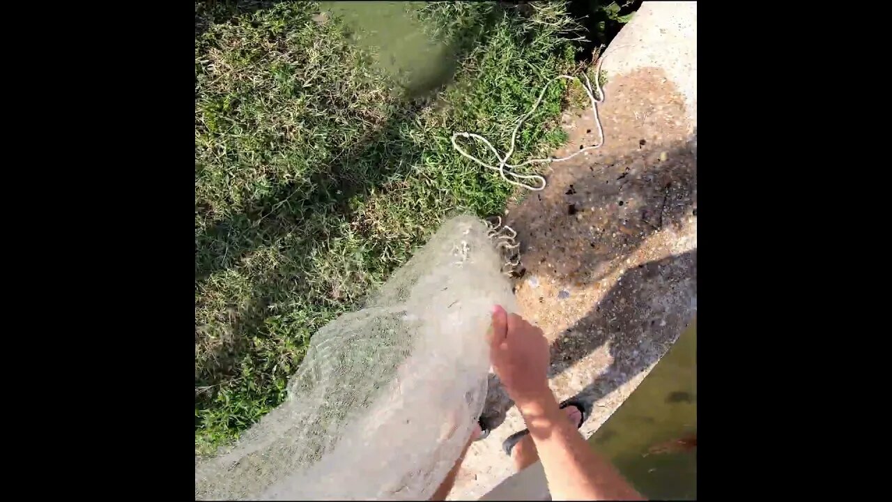 pulling in some bait