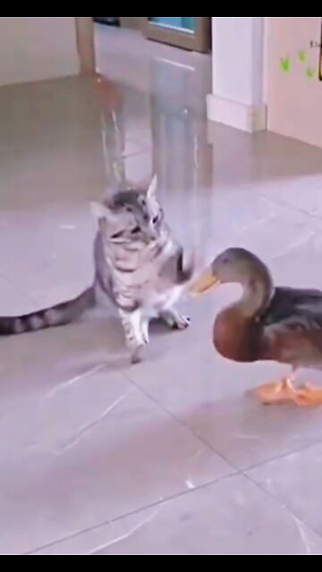 Duck vs Cat Fantastic funny video 2022 #funny #cat #duck #viral #shorts